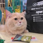 My Cat Expo 2024, IOI Putrajaya, Malaysia